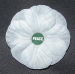 white poppy