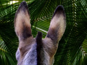 palm donkey view